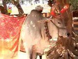 Gau Maa Ke Rakhwale | Kaluram Bikharniya 2016 Bhajan | Latest Hindi Bhajan | Gau Mata Hindi Song
