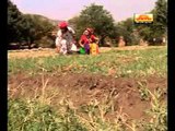 Dhore Bai Re Leelodi Juaar | Rajasthani New Lok Geet | Marwadi Desi Dance Video
