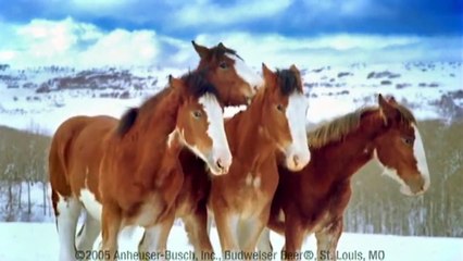 Budweiser Clydesdale Horses Snowball Fight