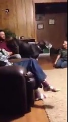 petit chien contre gros