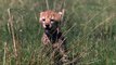 African Cats_ Fiercest Hunters - Clip