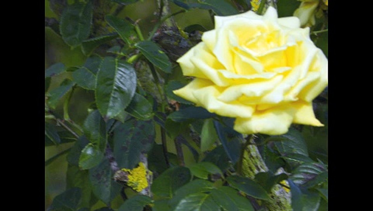 philippounet chante la rose