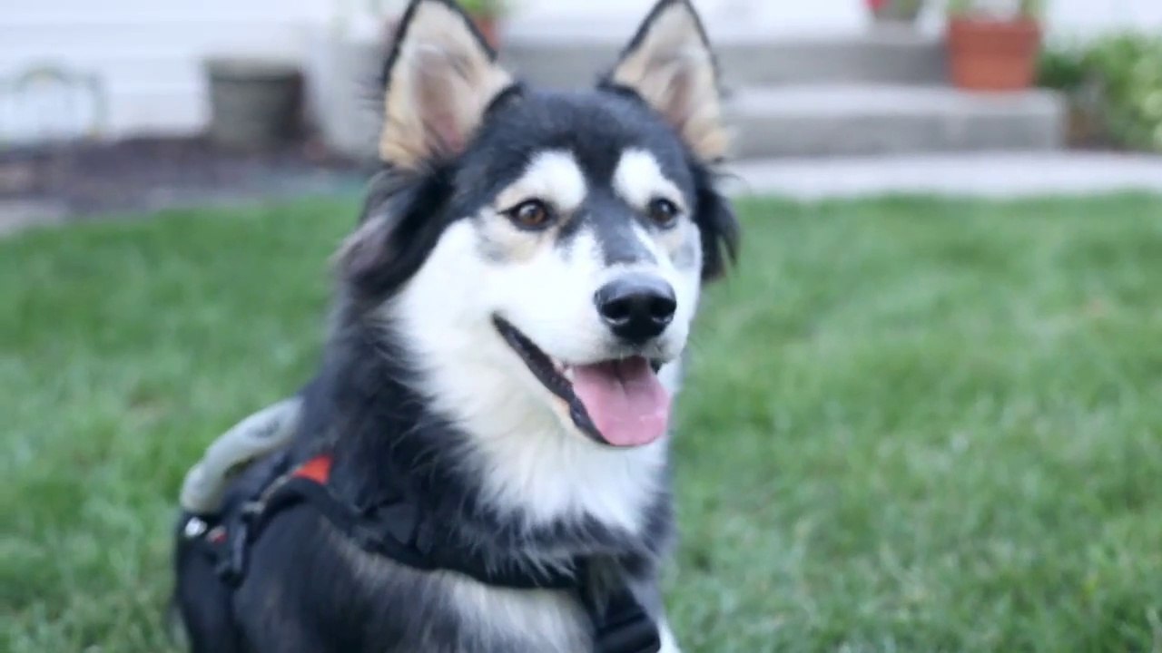 Derby the dog Running on 3D Printed Prosthetics