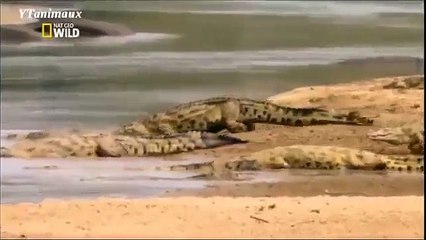 Thế giới động vật hoang dã. Những Cuộc Săn Mồi Của Cá Sấu
