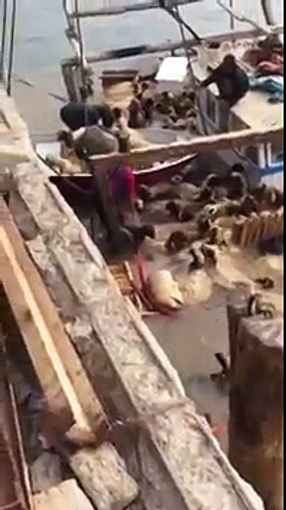 بالفيديو.. غرق “قارب” محمل بالاغنام في ميناء الدوحه
