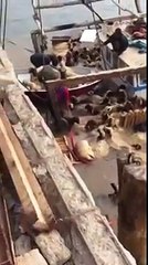 بالفيديو.. غرق “قارب” محمل بالاغنام في ميناء الدوحه