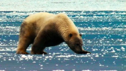 Arctic Tale - Trailer