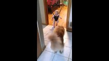 The dog playing with baby so cute must watch
