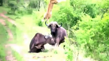 Incredible Footage as Buffalo Tosses Lion into the air Video