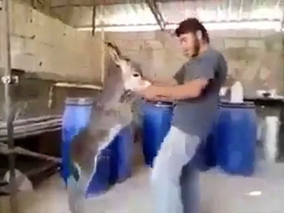 Amazing Dance by a dunkey