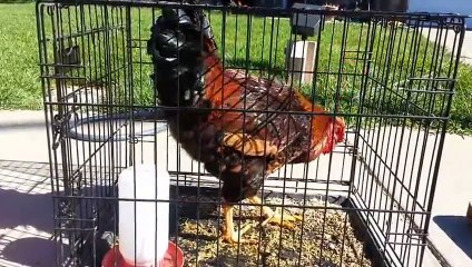 When a tutorial video to kill a chicken and pluck it turns into Vaudou spiritism session!