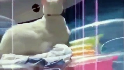 KOMİK KEDİ VİDEOLARI