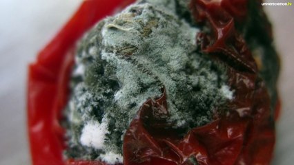 La nuit du vivant #1 - Beauté, vertus et délices