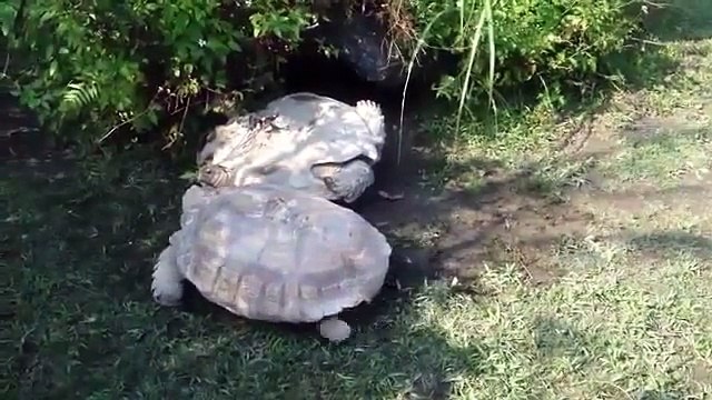 Une tortue vient en aide à une autre tortue - vidéos insolites
