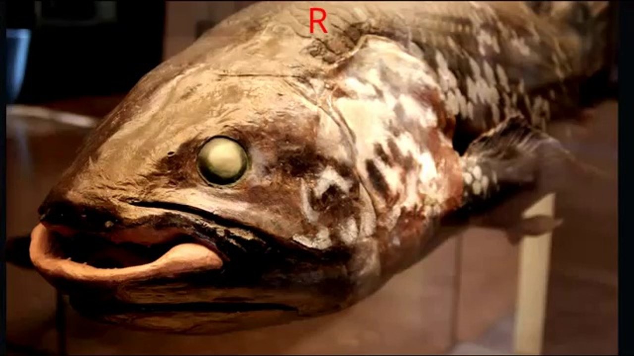 OLDEST LIVING FISH.DINOSAUR ERA  COELACANTH