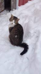 Cute kitten absolutely loves to play in the snow