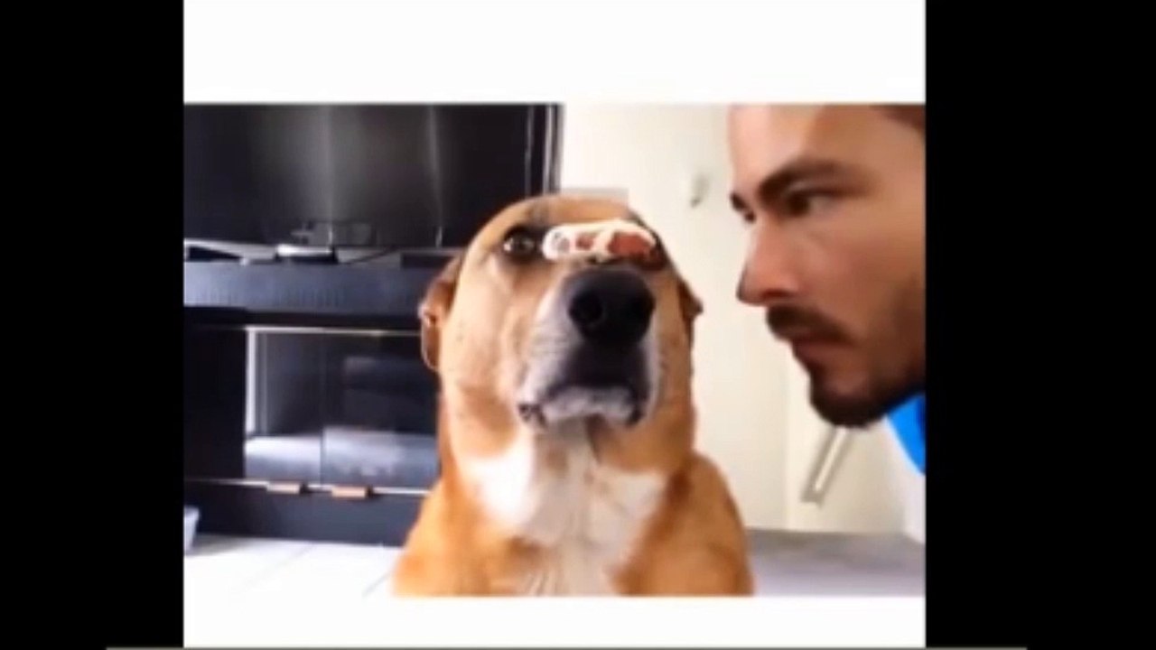 This Dog Is All Focus