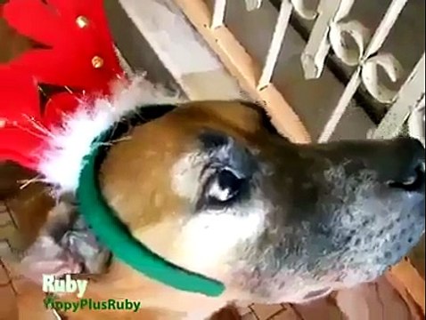 Jingle belles (re)joué par nos amis les animaux