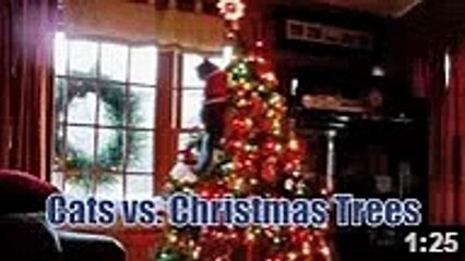 Cats vs. Christmas Trees