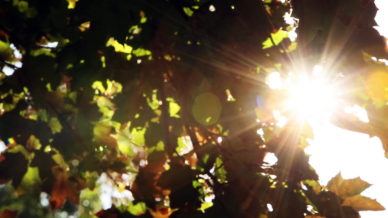 Maison unifamiliale, 4370 rue Mentana quartier Plateau-Mont-Royal Montreal