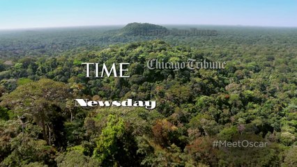 Chimpanzee - Now Playing