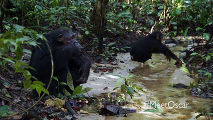 Chimpanzee _Savor the Flavor_ Clip