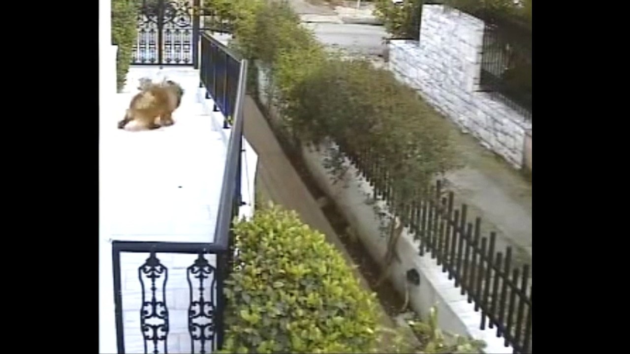 Cat Gets Cornered and Brutally Mauled by a Chow Chow