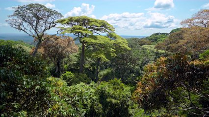 Chimpanzee Trailer - Featuring Jane Goodall