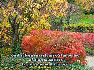 Couleurs d'Automne