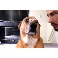 Dog Has the Discipline of a Samurai (Video) - Daily Picks and Flicks