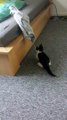 Kitten Startles Itself (Video) - Daily Picks and Flicks