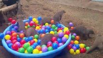 Mongooses Playing in a Ball Pit (Video) - Daily Picks and Flicks