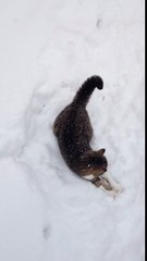 Ce chat adore la neige !