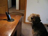 Stanley the Singing Airedale Talks on the Phone (Video) - Daily Picks and Flicks
