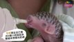 Newborn Pangolin Baby - A Pretty Rare Species