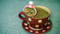 Cup 'O Cat (Video) - Daily Picks and Flicks