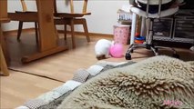Bunny Frolics with a Pink Balloon (Video) - Daily Picks and Flicks