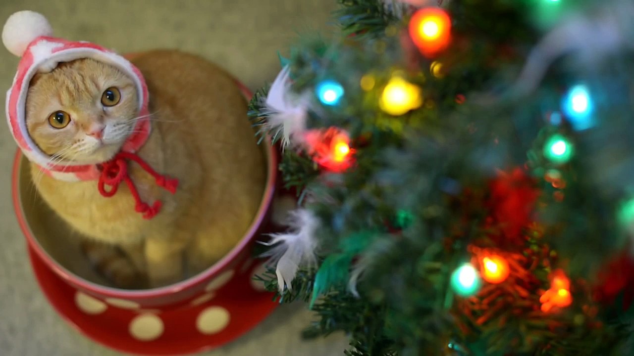 Cute Cat in Teacup