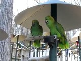 Amazon Parrots Arguing Like An Old Married Couple