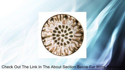 Jaune De Chrome Cream Scale Tea Saucer Review