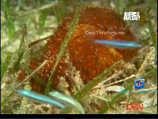The Most Extreme (Season 5) 17th December 2014 Video Watch pt3