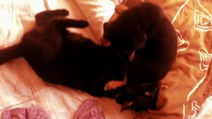 Rottweiler Puppy vs Cat.