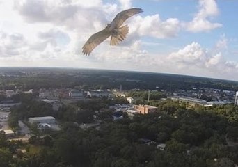 Скачать видео: Hawk and Quadcopter Have a Close Encounter