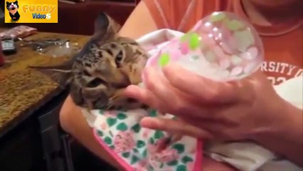 Cute Funny 2014 Cats Bottle Fed Like Little Babies Compilation - 720p - HD