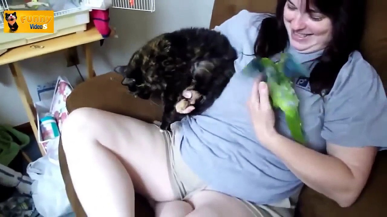 Funny Parrots Annoying Cats Compilation _ 720p _ HD _ Funny 2014