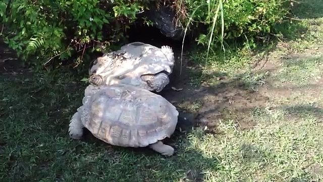 Quand une tortue aide une autre tortue à se retourner !