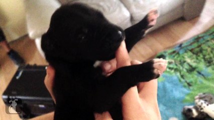 14 Day Old Great Dane Puppy Sucks My Finger Like A Bottle - Puppy Love
