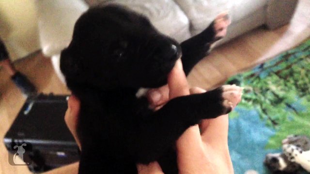 14 Day Old Great Dane Puppy Sucks My Finger Like A Bottle - Puppy Love