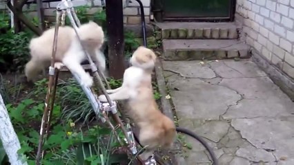 Quelques chats métalleux