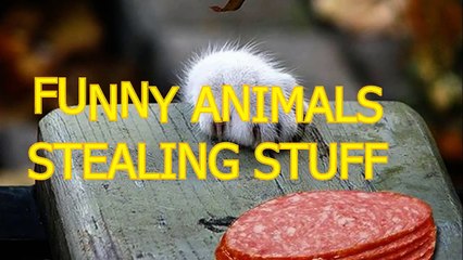 Animals Are Cute   But Sometimes They Can Be Really Annoying like When They Steal Our Food  Toys And So On